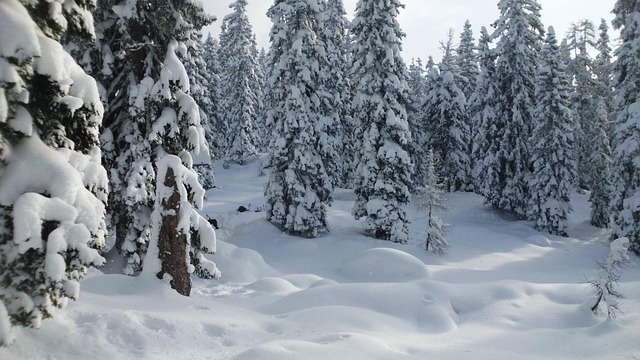 Free Snow Winter Forest photo and picture