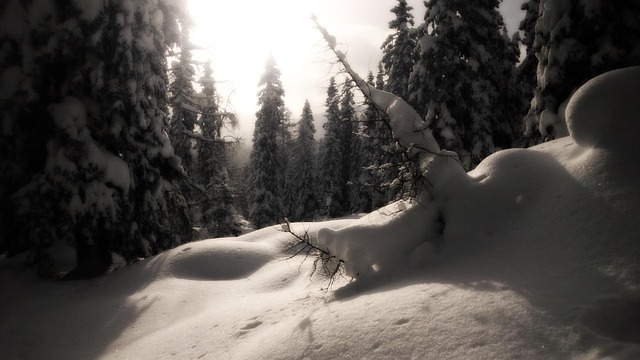 Free Snow Winter Forest photo and picture