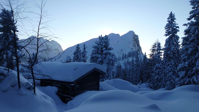 Free Snow Winter Forest photo and picture