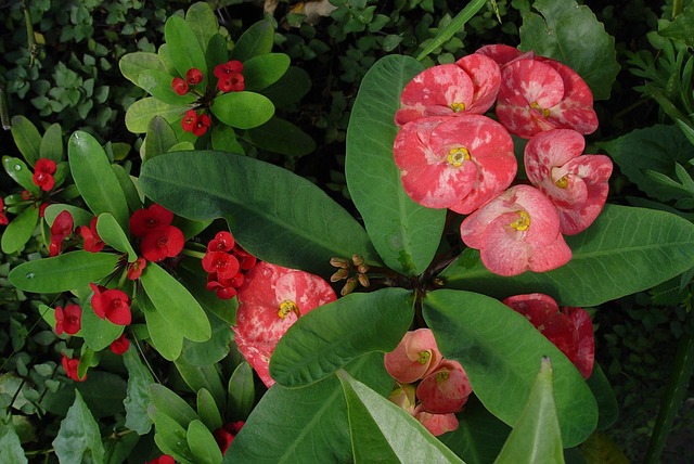 Free Plant Flower photo and picture