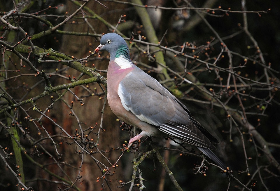 Pigeon Oiseau Faune Photo gratuite sur Pixabay Pixabay — free download