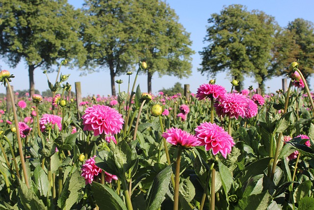 Flor, Hermosas Flores, Dalia