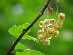 currant, immature, mature