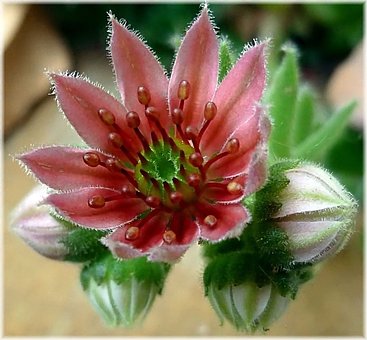 Bloesem, Huislook, Sempervivum, Rood
