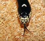 king snake, california getula, snake