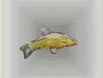 tench, fish, freshwater fish