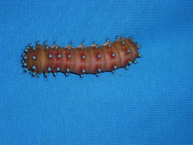 Free Caterpillar Blue photo and picture