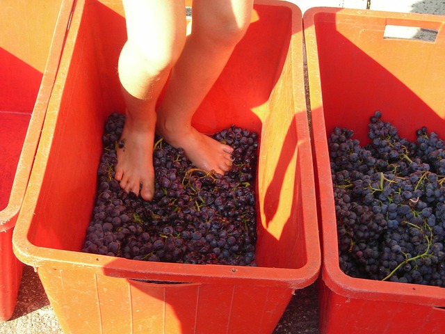 Free Grape Harvest Feet photo and picture