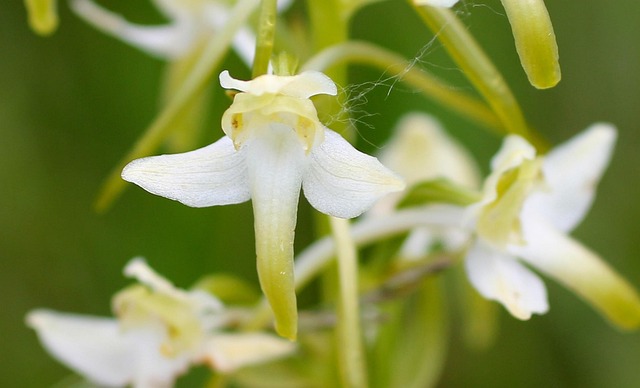 Weiße Waldhyazinthe, Blüte, Wildblume