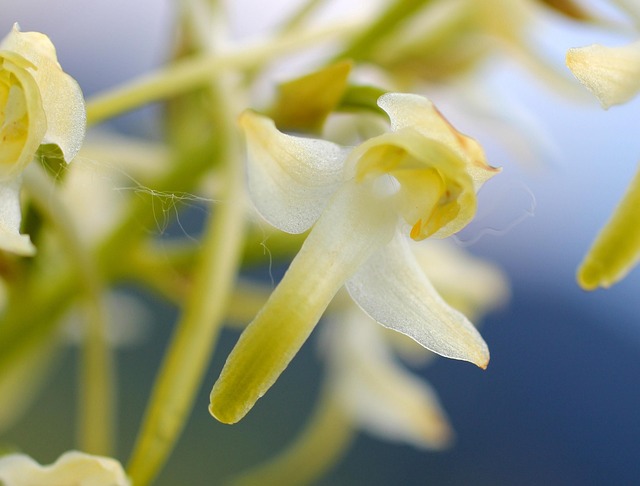 Weiße Waldhyazinthe, Blüte, Wildblume