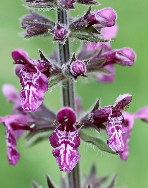 Waldziest, Wildblume, Blüte, Violett