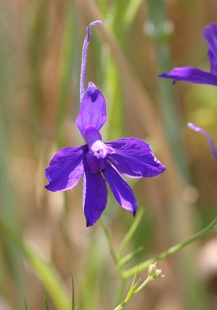 Ackerrittersporn, Ackerblume, Blüte