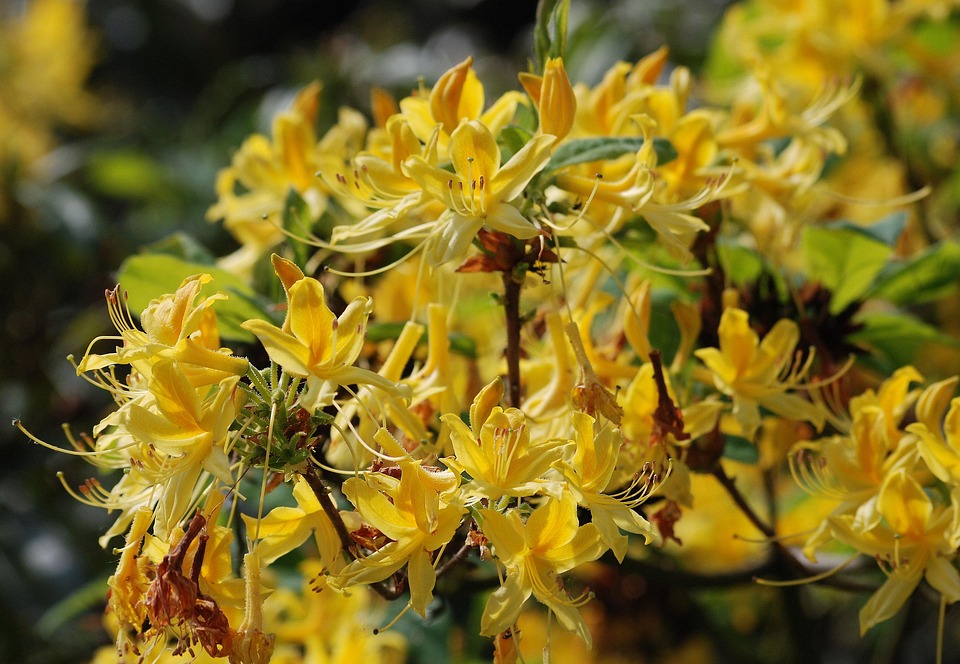 Azalea Flowering Shrubs - Free photo on Pixabay - Pixabay