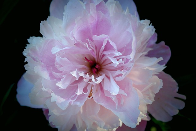 Fleur Pivoine Rose