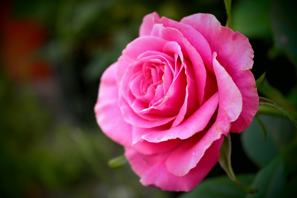 G l i ek Kiraz A k Pixabay de cretsiz Foto raf G l i ek Kiraz A k Pixabay de cretsiz Foto raf