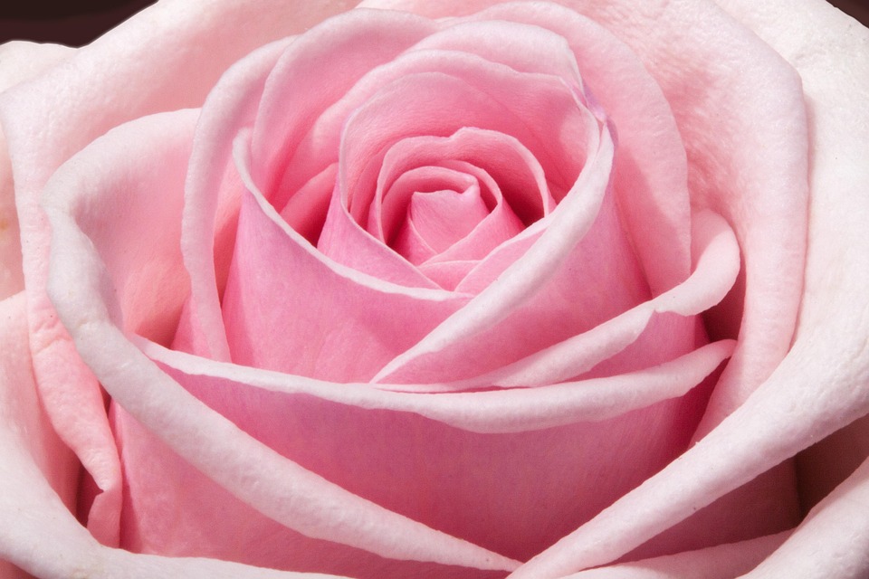 Ros, Composites, Blommor, Våren, Sommaren, Natur, Växt