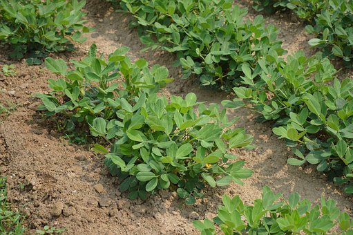 10+ Free Peanut Farm & Peanut Field Images - Pixabay