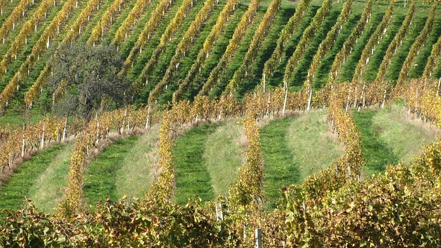 Free Wine Vineyard photo and picture