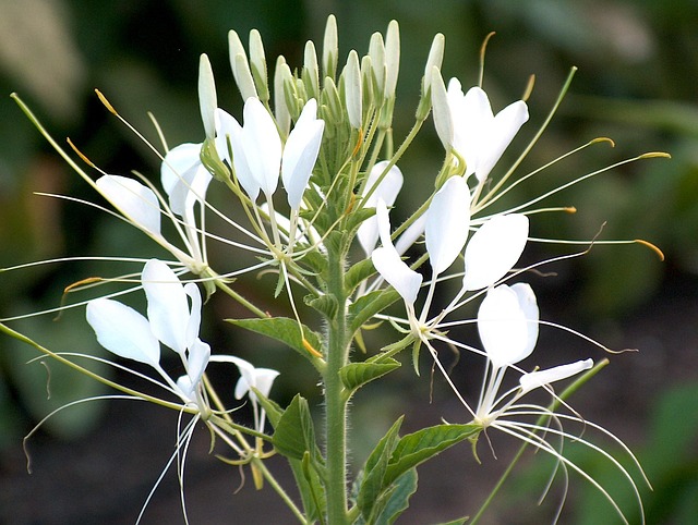 Flor De Aranha Natureza - Foto gratuita no Pixabay - Pixabay