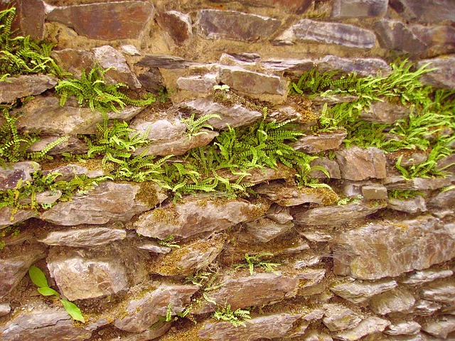 Free Ferns Vegetation photo and picture