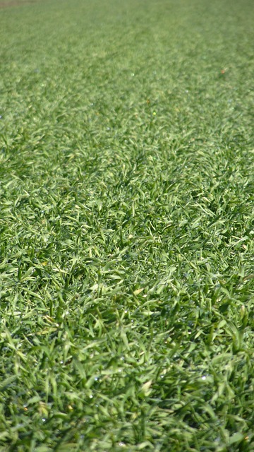 Free Grass Green photo and picture