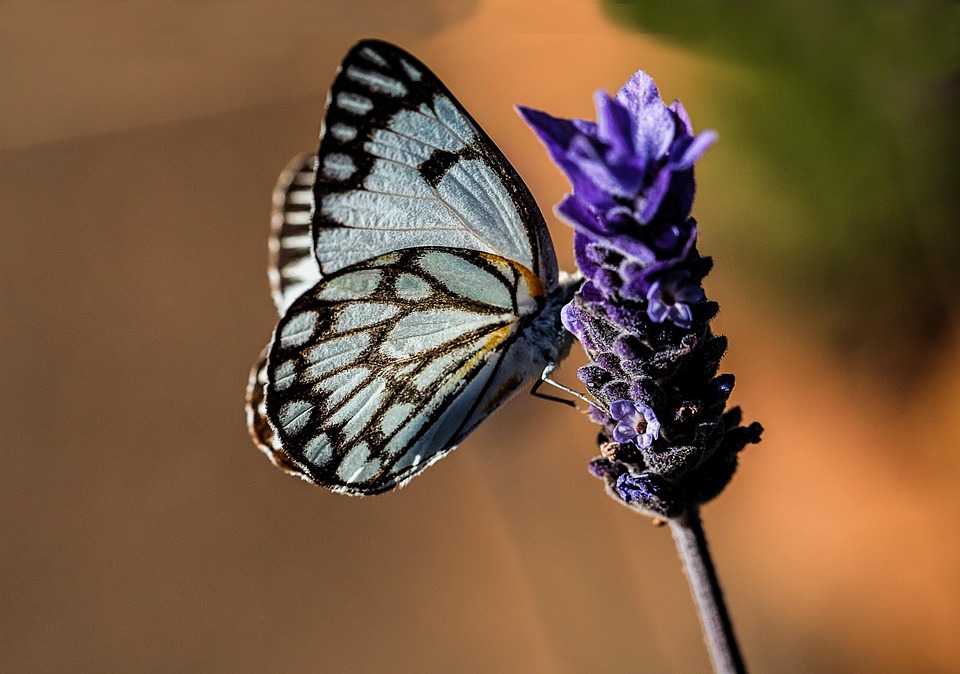 Kostenloses Foto Schmetterling, Blau, Natur Kostenloses