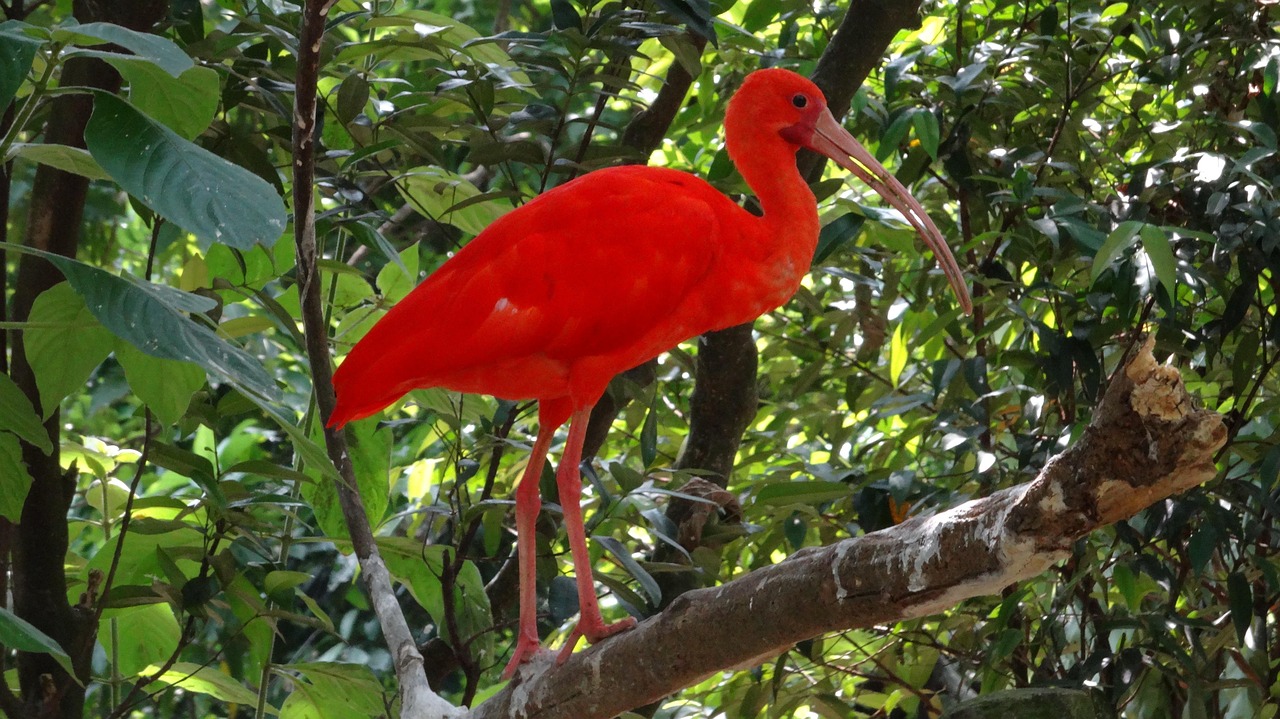 Ibis Szkar atny Eudocimus Ruber Pixabay Pixabay ibis-szkar-atny-eudocimus-ruber-pixabay-pixabay