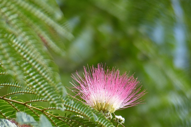 Albizia, Sommer, Pink, Pink Blomster