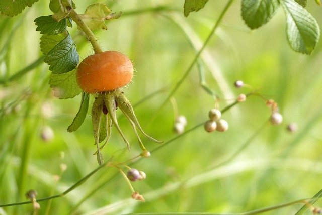 Hamanasu, Hamanasu Frugt, Orange, Sommer
