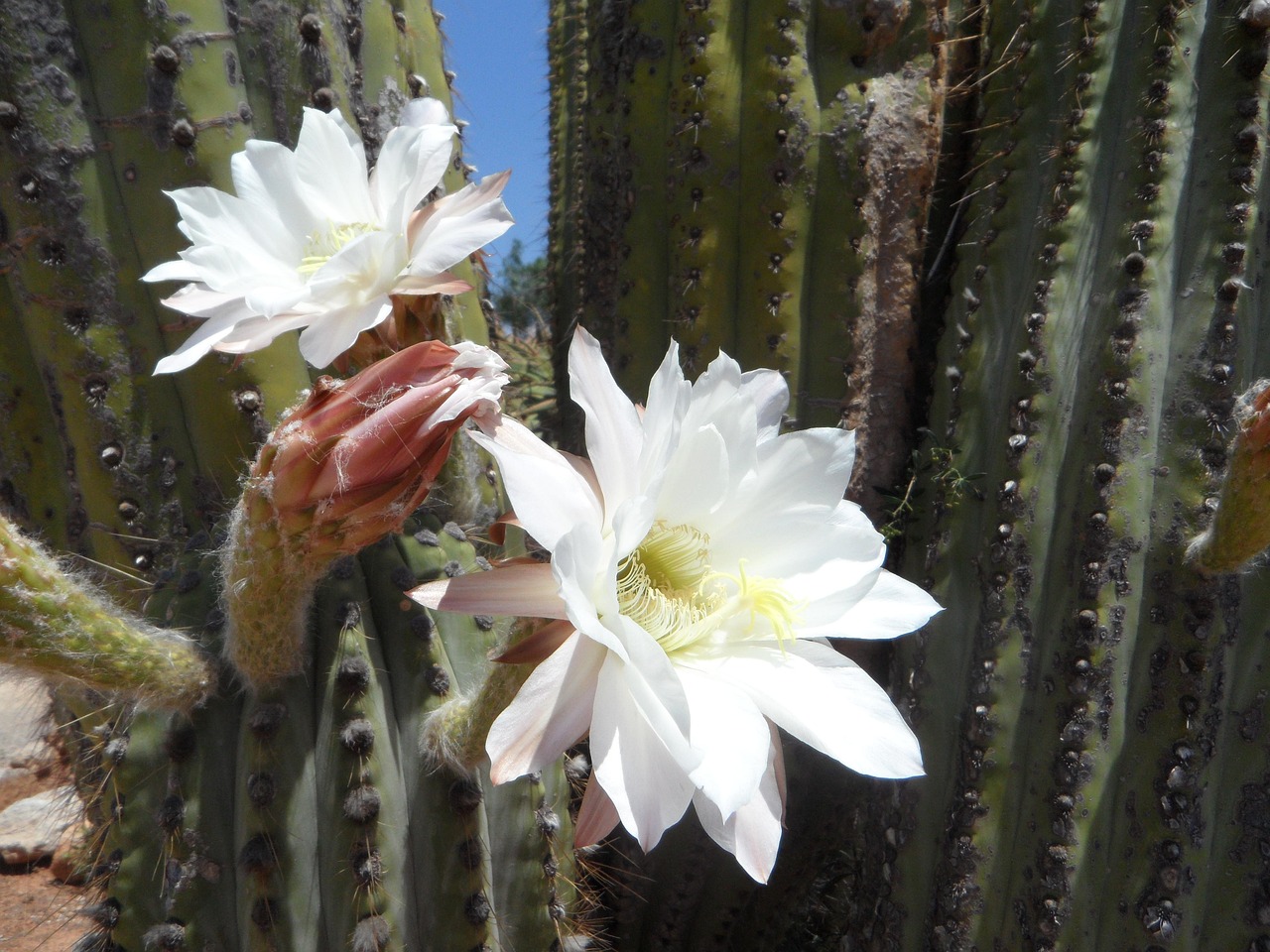 Cactus Flower Bloom Free photo on Pixabay Pixabay