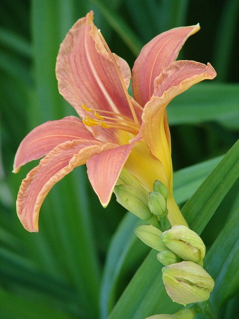Lilie, Blume, Blüte, Schwertlilie