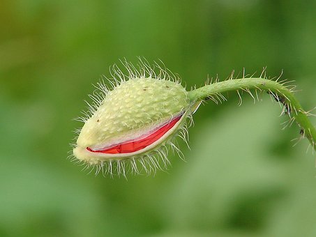Mohn, Mohnknospe, Aufblühen, Klatschmohn