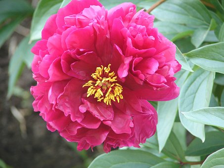Pfingstrose, Blüte, Blume, Natur