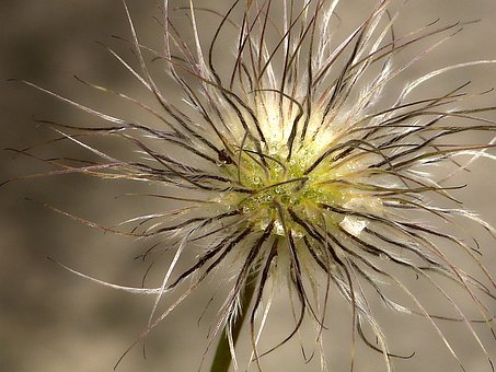 Pflanze, Makro, Nahaufnahme, Blüte
