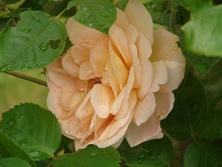 Rose, Rosenblüte, Blume, Duft