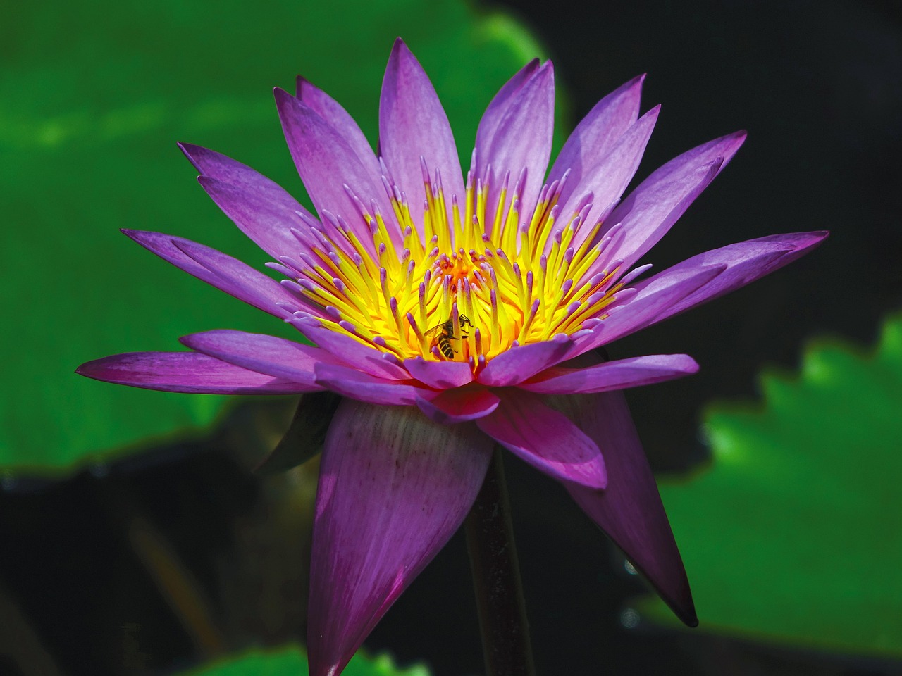 Water Lily - free online jigsaw puzzle photo