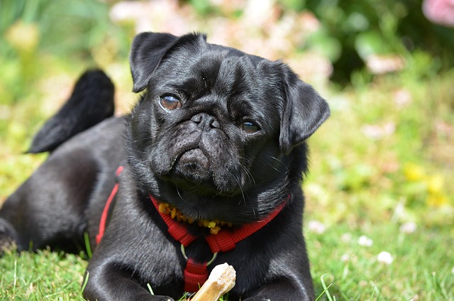 Pug Dog Pet Lap Free Photo On Pixabay Pug Dog Pet Lap Free Photo On Pixabay