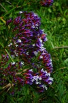 winged beach lilac, flower, blossom