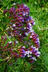 winged beach lilac, flower, blossom