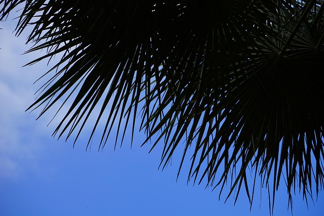 Free Palm Tree Date Palm photo and picture