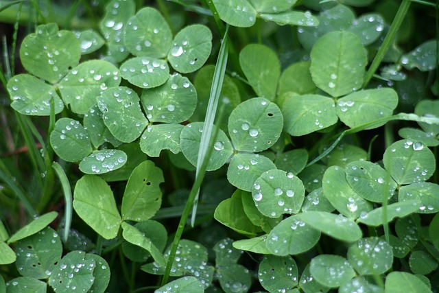 Free Clover Dew photo and picture
