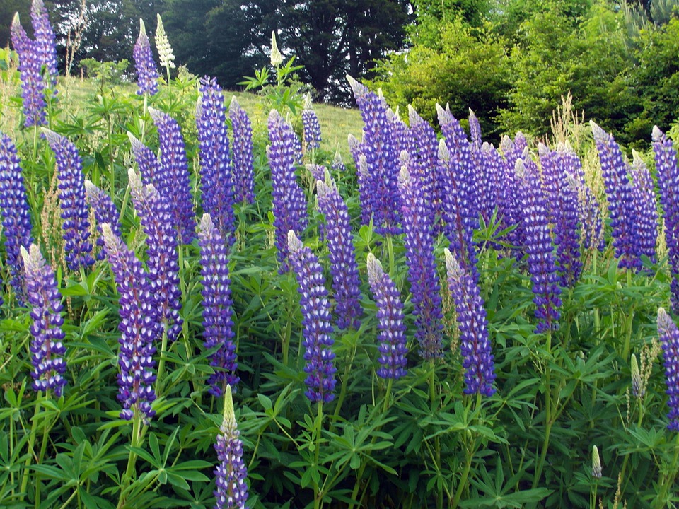 Lupinen Blau Natur Kostenloses Foto auf Pixabay Pixabay