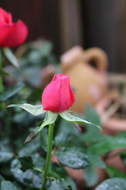 Free Rose Garden Flower photo and picture