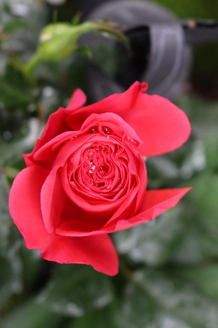 Free Rose Garden photo and picture