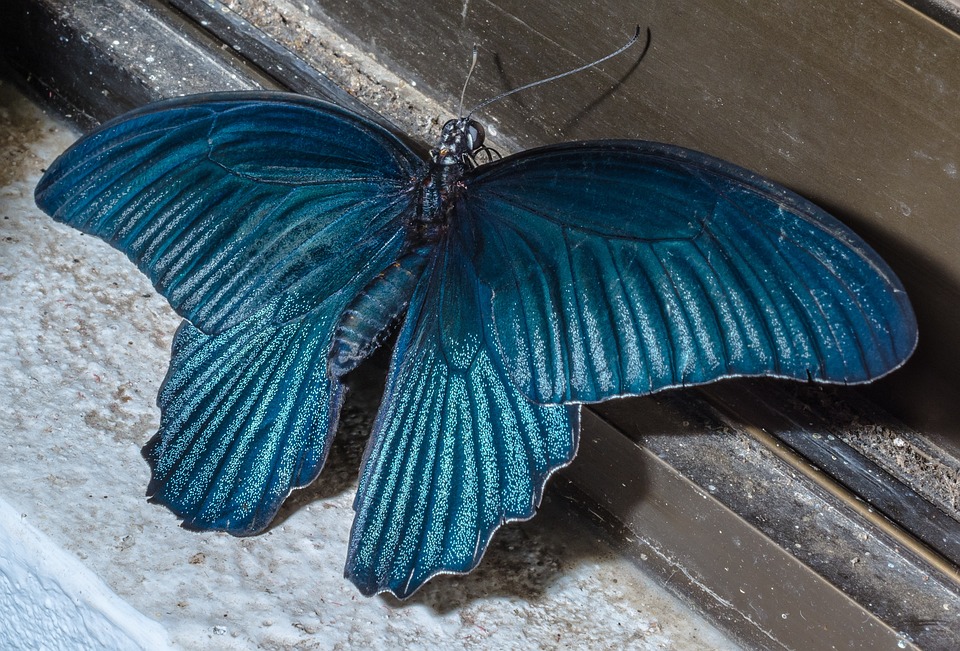 Butterfly Insect Blue - Free photo on Pixabay