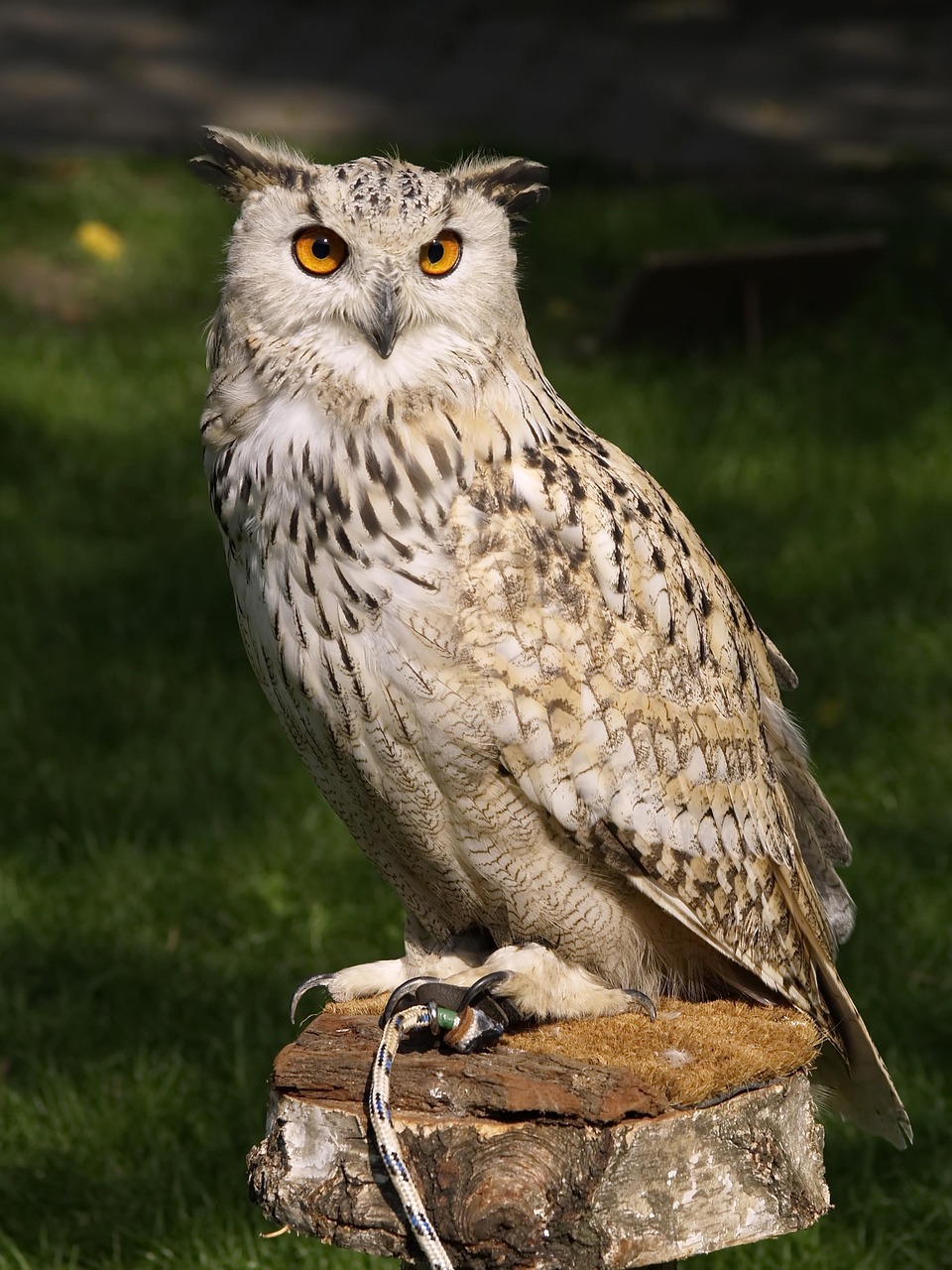 20 000 Kostenlose Great Horned Owl Und Eule Bilder Pixabay