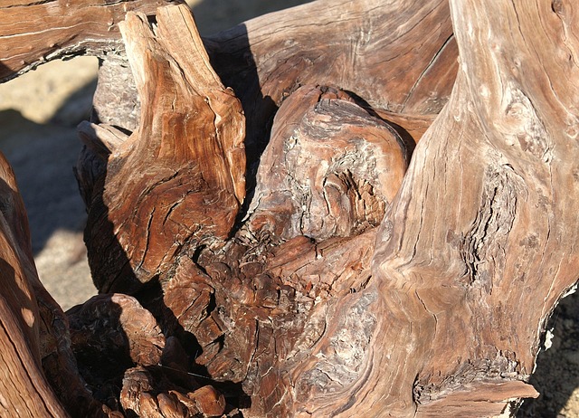 Wortel, Hout, Oud, Knoestig