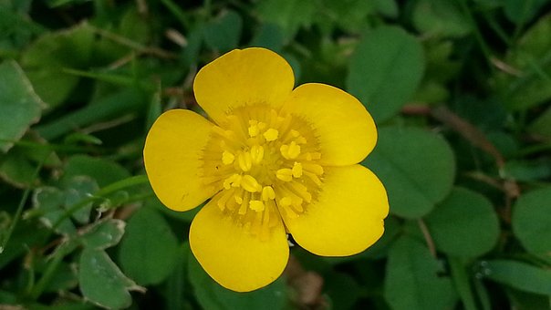 Free Buttercup Pointed Flower photo and picture
