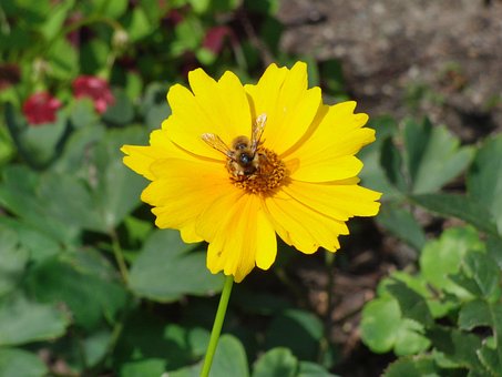 Blomst, Blossom, Gul, Anlegg, Hage, Eng