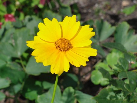 Blomst, Blossom, Gul, Anlegg, Hage, Eng